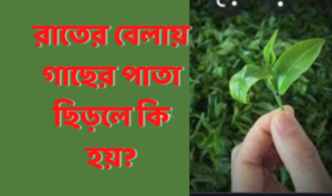 রাতের বেলায় গাছের পাতা ছিড়লে কি হয়?